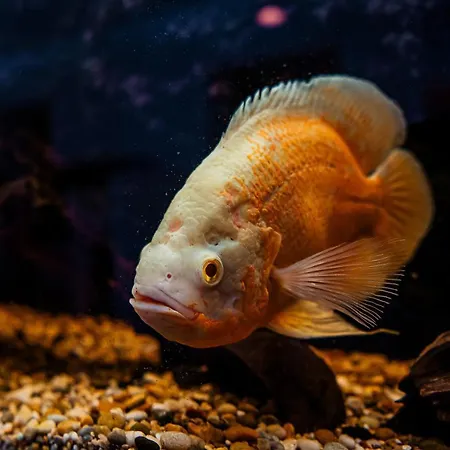 Airhome - Golden Fish Apartment