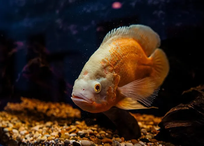 Airhome - Golden Fish Appartement